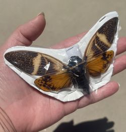 Preserved Cicadas
