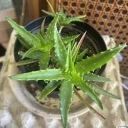 Tiger Tooth Aloe Vera