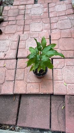 Guinep plant
