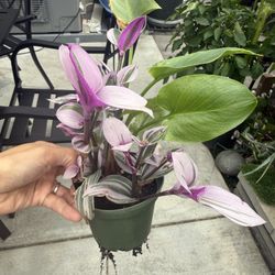 Plants In 4 Inch pot 