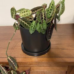 Prayer Plant (in ceramic pot)