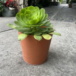 Plant 🪴 Only $10 
