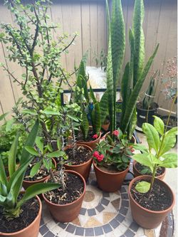 5 dollars plants , many to mention