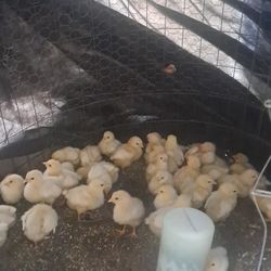 Pollitos