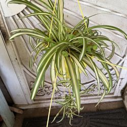 Hanging Spider Plant 
