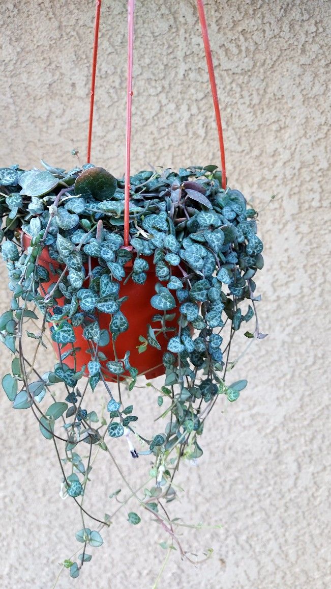 Strings Of Hearts Plant $30