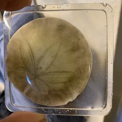 Sand Dollar In Epoxy 