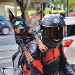 K9 Sports Sack XXL