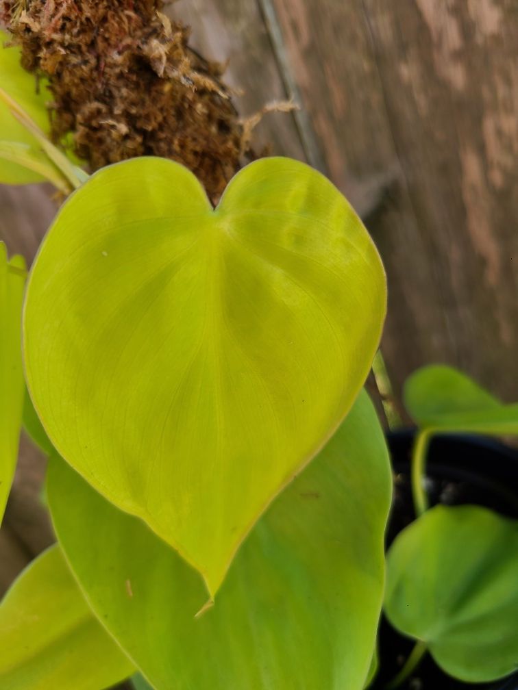 Lemon Lime Philodendron Plant #4