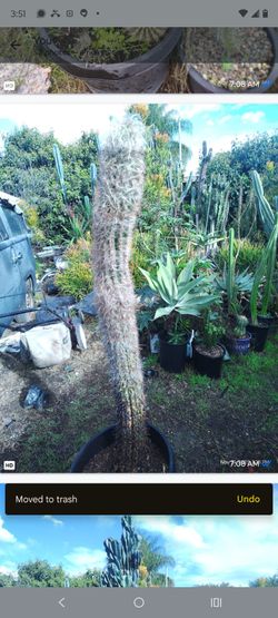 Oh man cactus plant