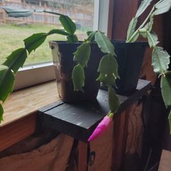 Christmas Cactus Plants