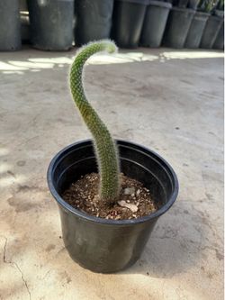 Monkey tail cactus