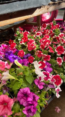 Petunias