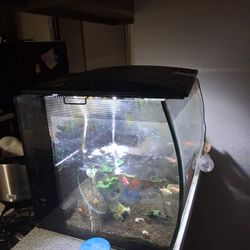 Fluva Fish Aquarium And 8 Fish 🐟  Heater 