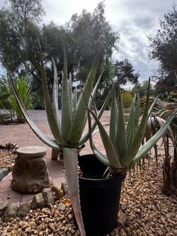 Aloe Vera