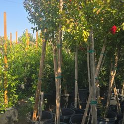 Crepe myrtle Tree