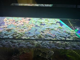 Water lettuce, red root floaters