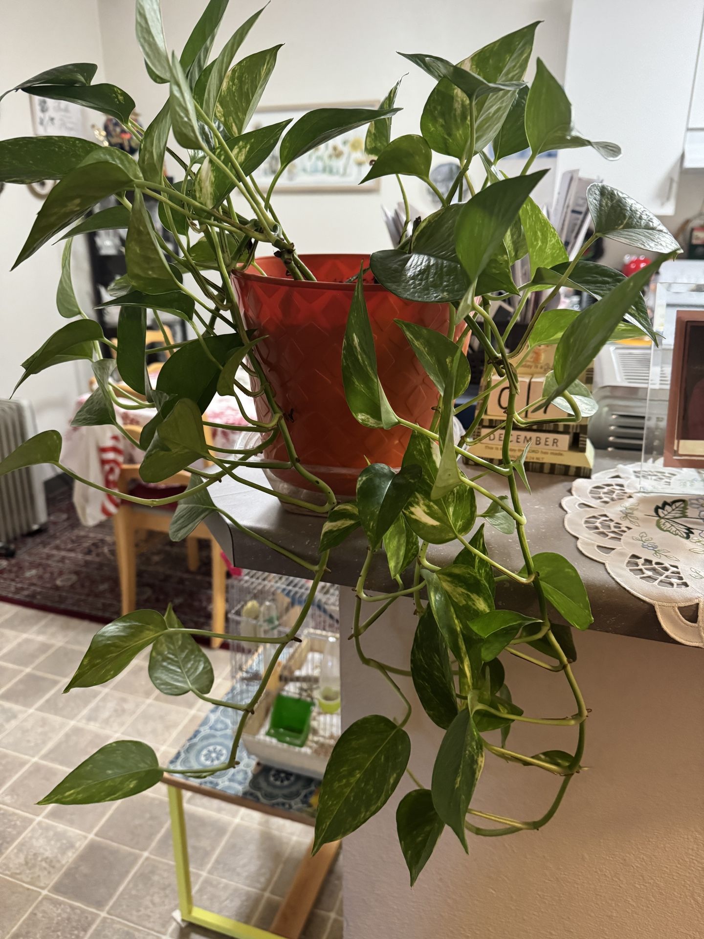 House Plant Epipremnum 