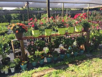 Geranium hanging baskets