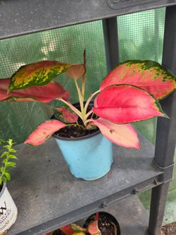Aglaonema China red