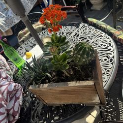 3 Different Plants In Redwood Planter.