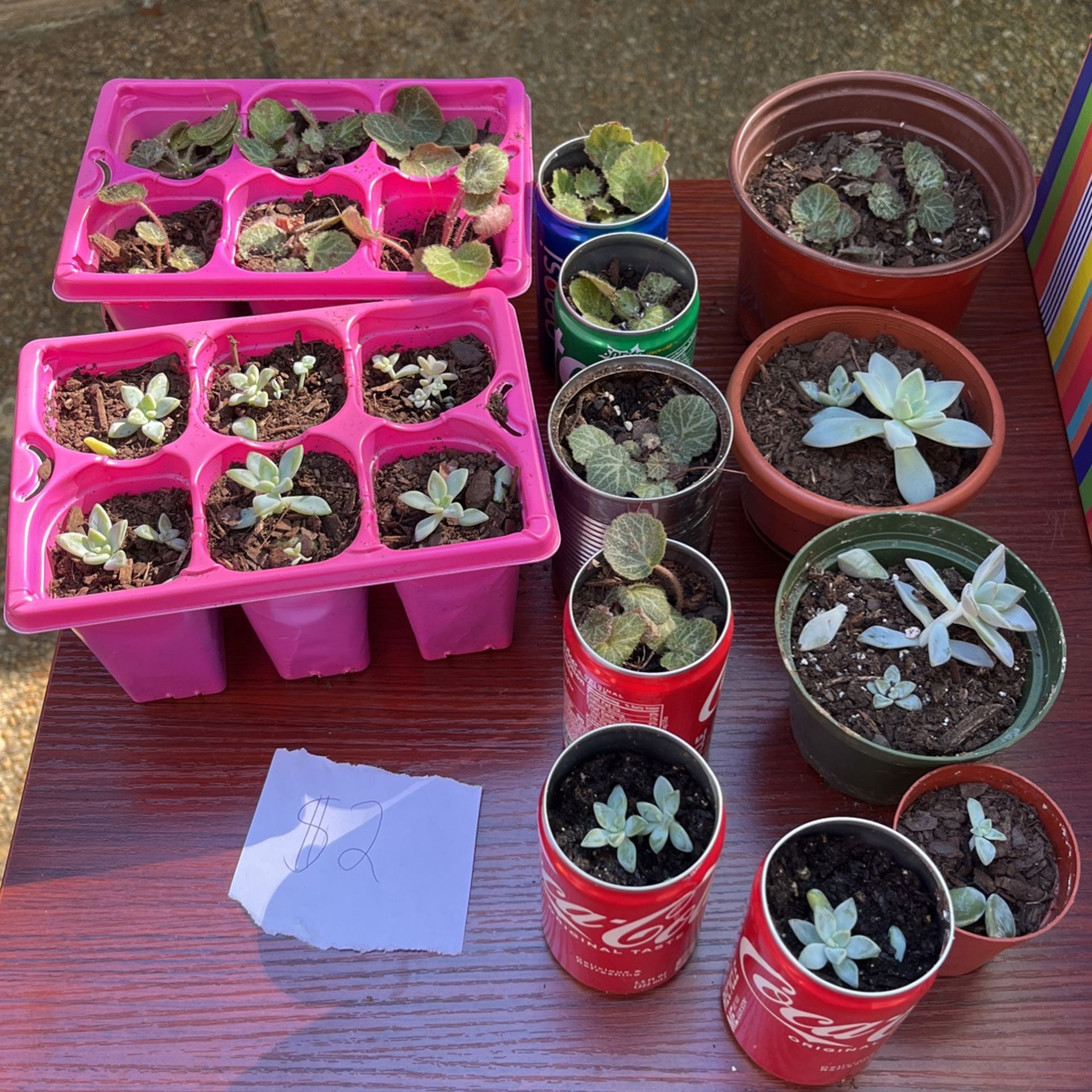 Succulents $1 A Piece