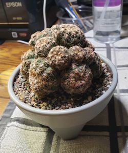 Many Cactus And Succulent, Special Sale Going On, Buy 2 Get 1 Free, Come See What I Have.