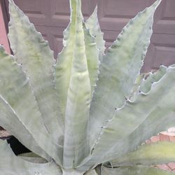 Agave Americana 