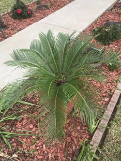 Sago palm