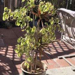 Indoor/ Outdoor Decorative Real Plant 