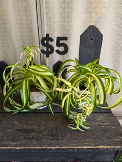 Spider Plant