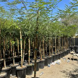 Mesquite Tree & Ficus Tree 