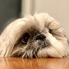 Dogagie