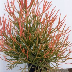 Fire Stick Plant