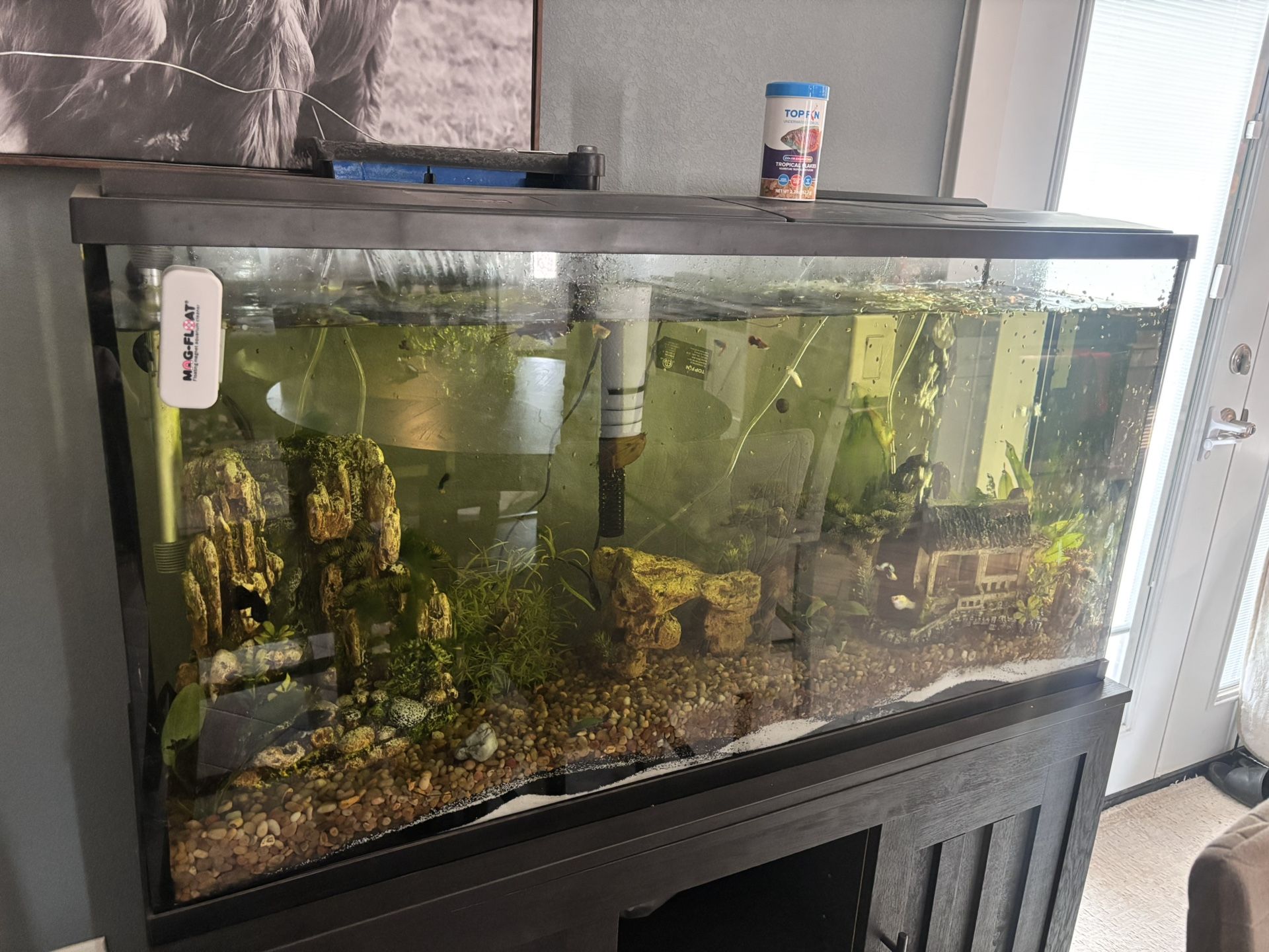 Fish Tank