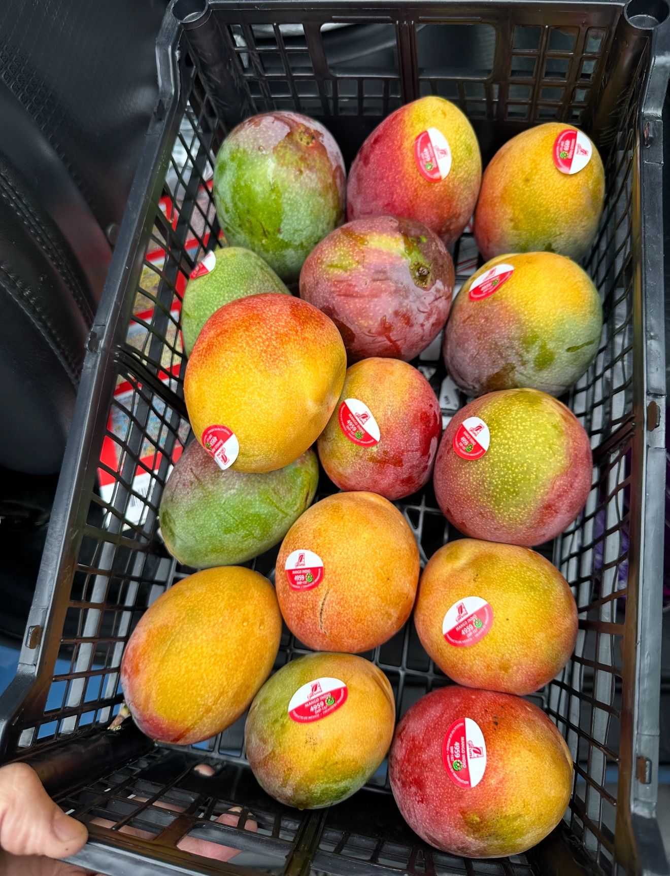 Hayden Mango