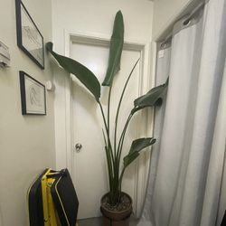 Birds Of Paradise 2-in-1 (Strelitzia Nicolai)