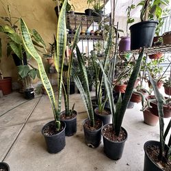 Snake plants