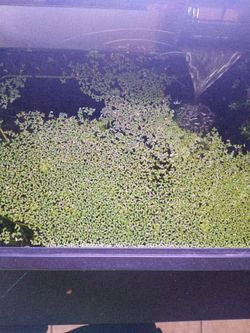 Duck weed