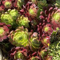 Aeonium Succulent Plant From $5 Each (minimum $10 Purchase)