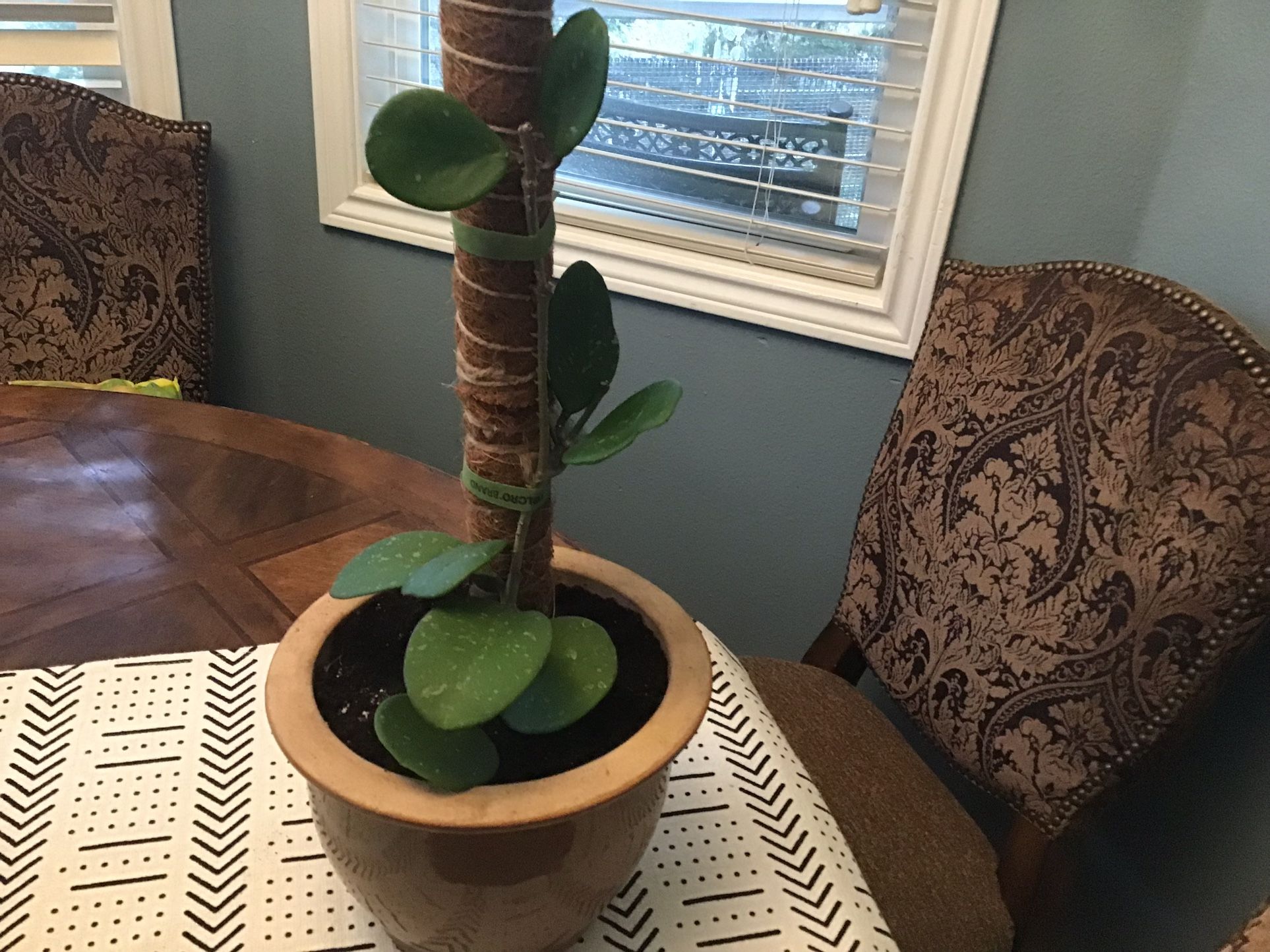 Plant