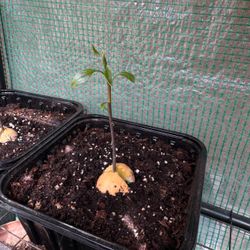 Organic avocado plants
