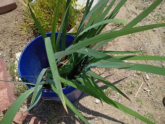 Yellow flag iris   20$