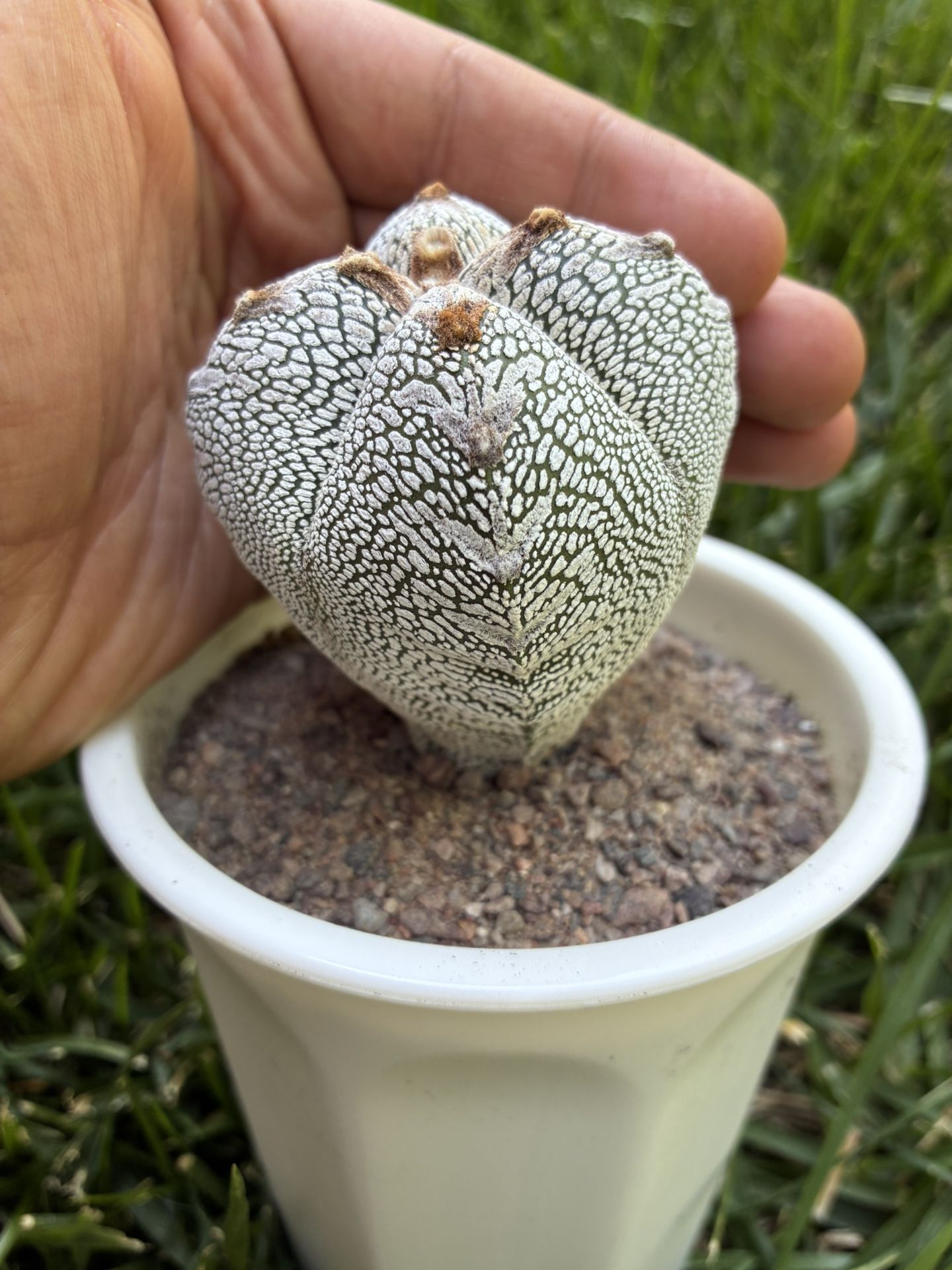 Astrophytum Onzuka Vtype Cactus Succulent Plant