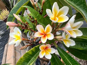 Mature Plumerias - Blooming & Established  for sale in PQ