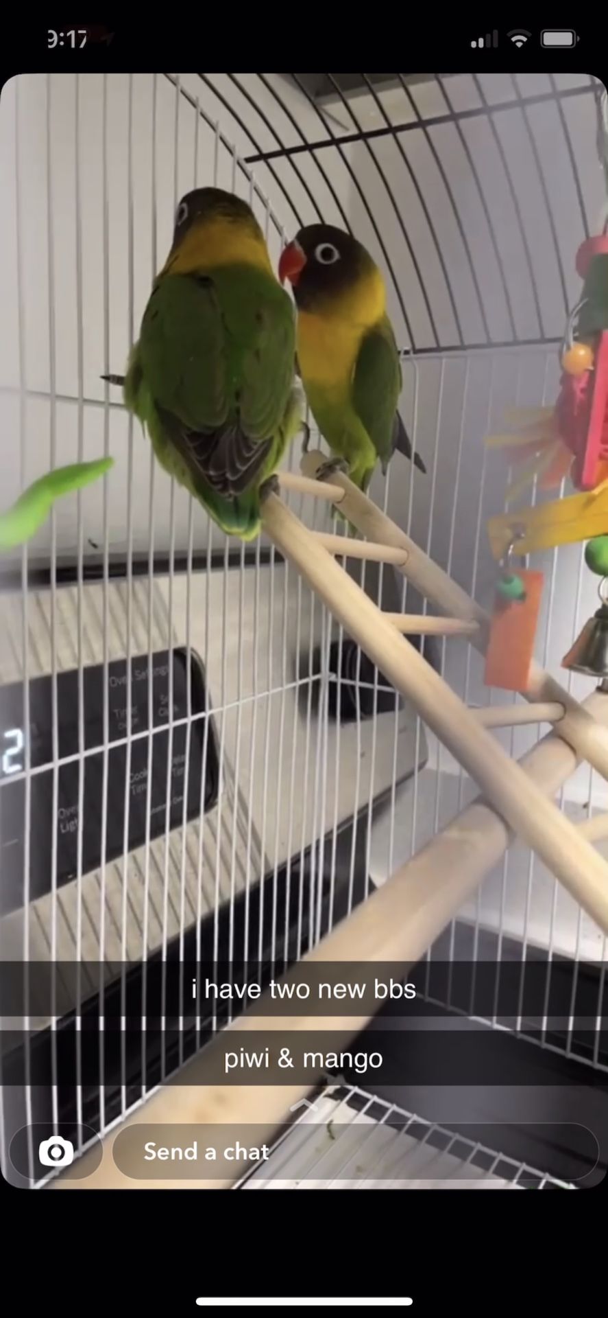 Australian Lovebirds For Sale With Cage, Toys, Food.