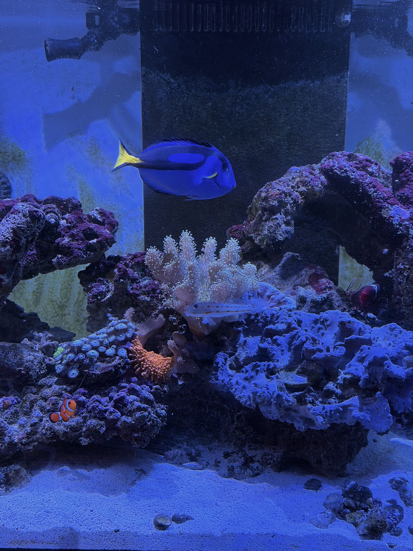 Waterbox MARINE   X   110.4 Aquarium