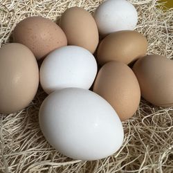 Fertile Hatching Eggs