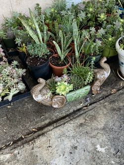 Plants