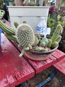 Cactus
